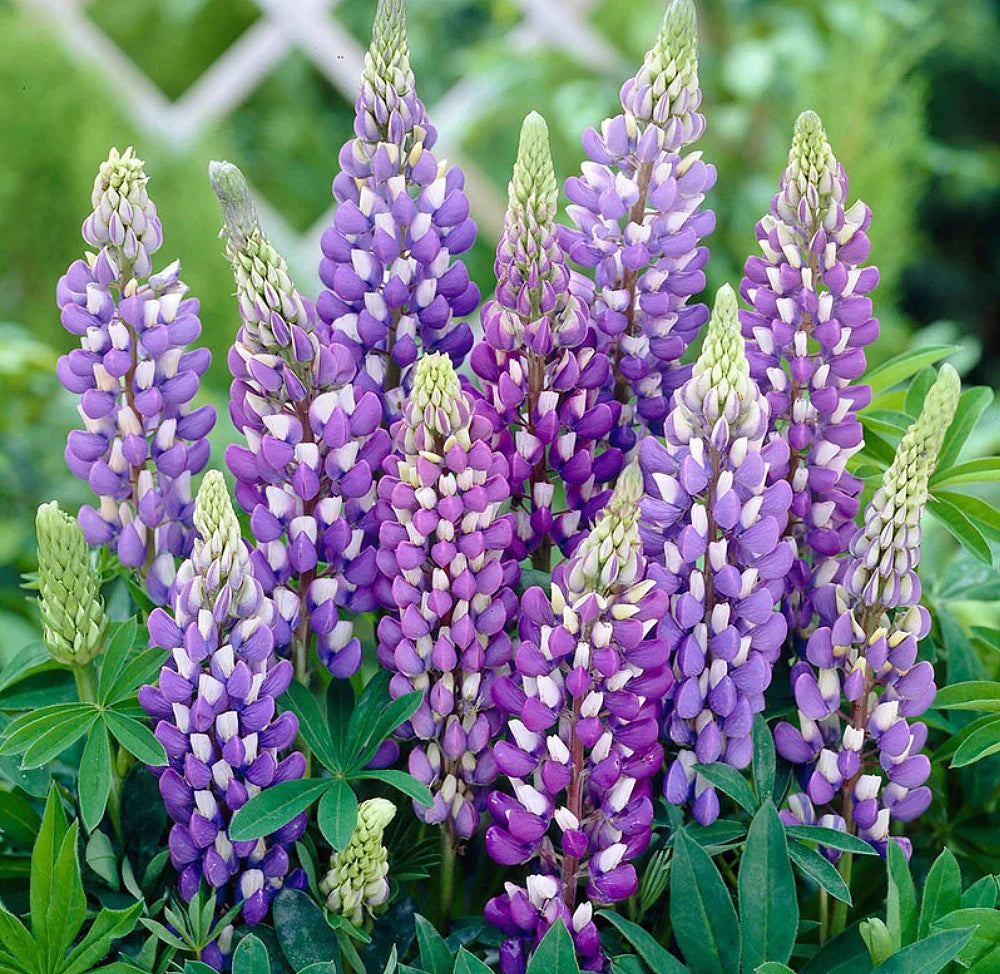 Perennial Blue Lupine Lupinus perennis 500 mg (approx 25 seeds) Seeds For Planting