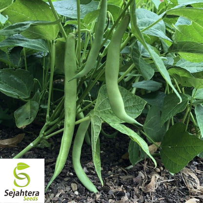 Improved Tendergreen Bean Seeds 50 Ct | Stringless Bush Green Vegetable USA