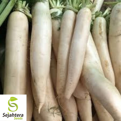 Daikon Radish Seeds 200 Ct | Japanese Minowase Vegetable NON-GMO USA