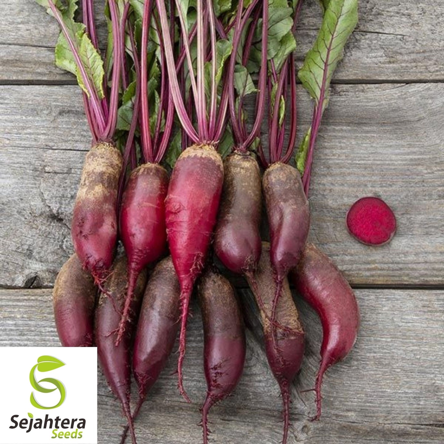 Cylindra Beet Seeds 200 Ct | Heirloom NON-GMO Vegetable Garden USA