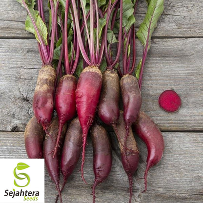 Cylindra Beet Seeds 200 Ct | Heirloom NON-GMO Vegetable Garden USA