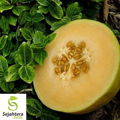 Crenshaw Melon Seeds 50+ | Heirloom NON-GMO Sweet Cantaloupe Fruit USA