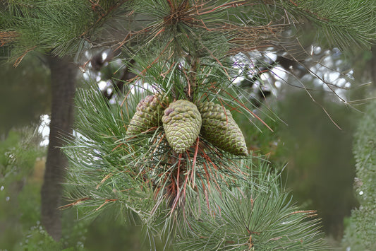 Insignis Monterey Radiata Pine (Pinus radiata)