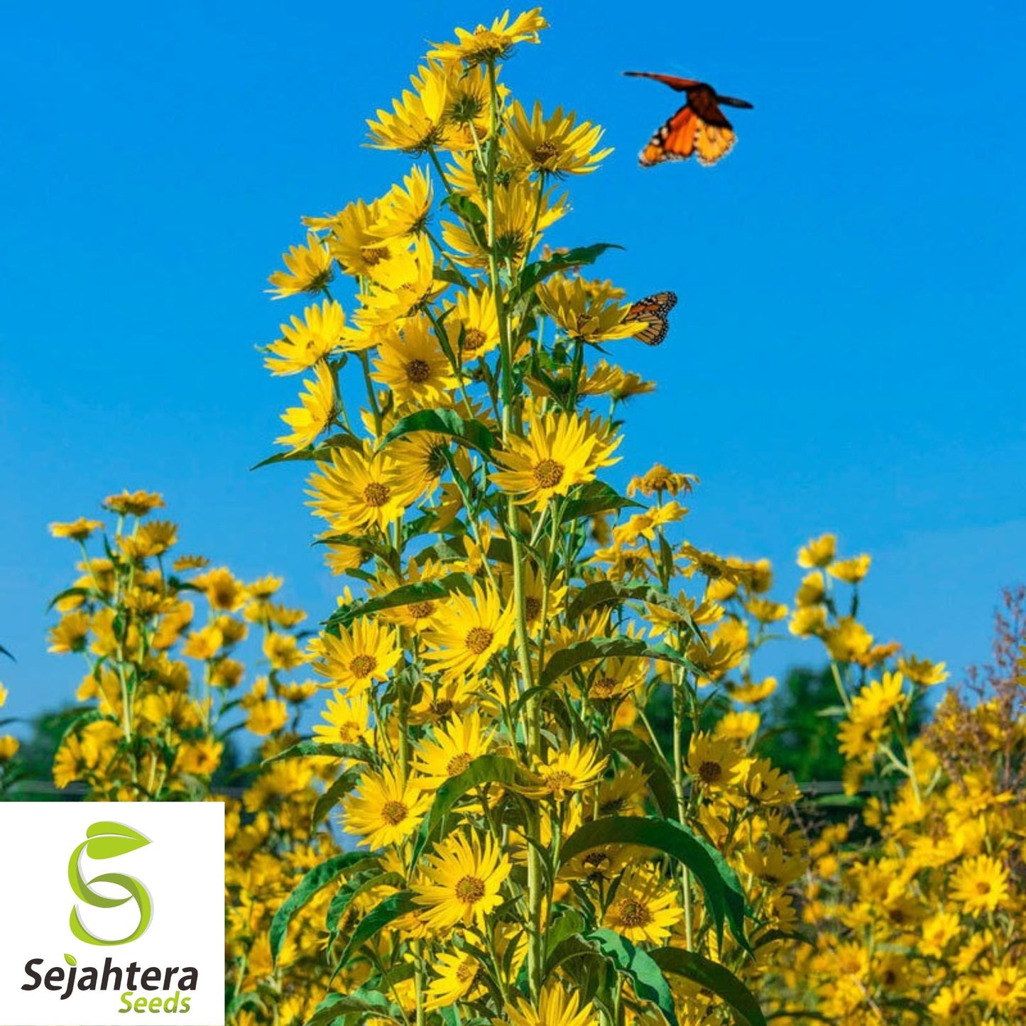 Maximilian Sunflower Seeds - 100+ Heirloom - Tall, Perennial & Non-GMO