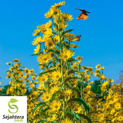Maximilian Sunflower Seeds - 100+ Heirloom - Tall, Perennial & Non-GMO