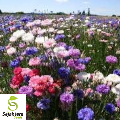 Bachelor Button Polka Dot Mix Seeds 250+ | Colorful Wildflower USA
