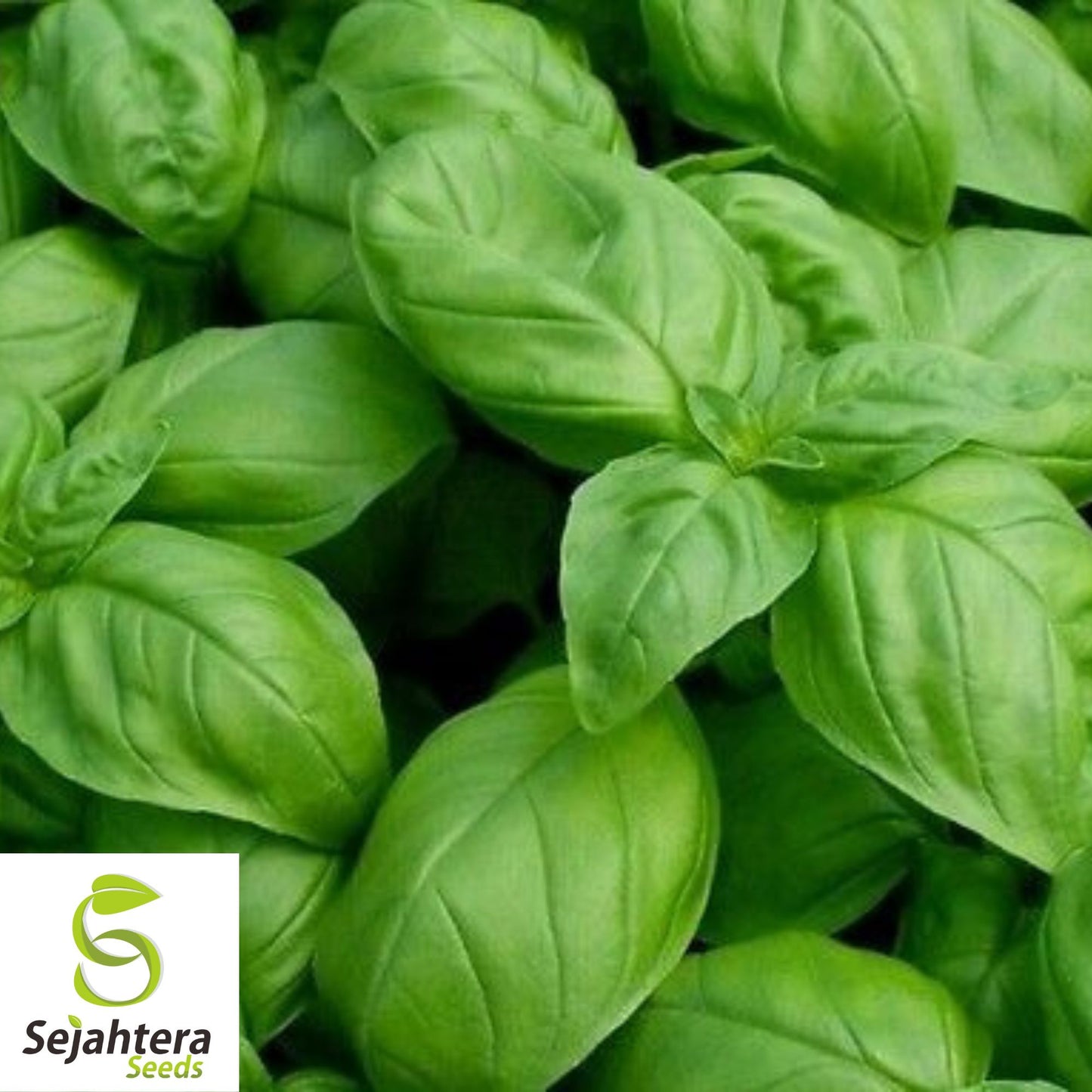 1000+ Genovese Basil Seeds - Non-GMO, Heirloom & Aromatic Culinary Herb