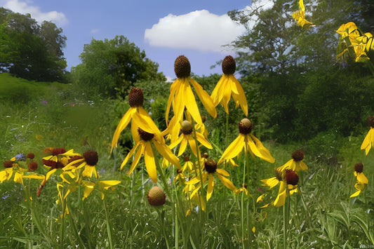 Gray-head Coneflower Gray-head Mexican-hat Prairie Coneflower (Ratibida pinnata)