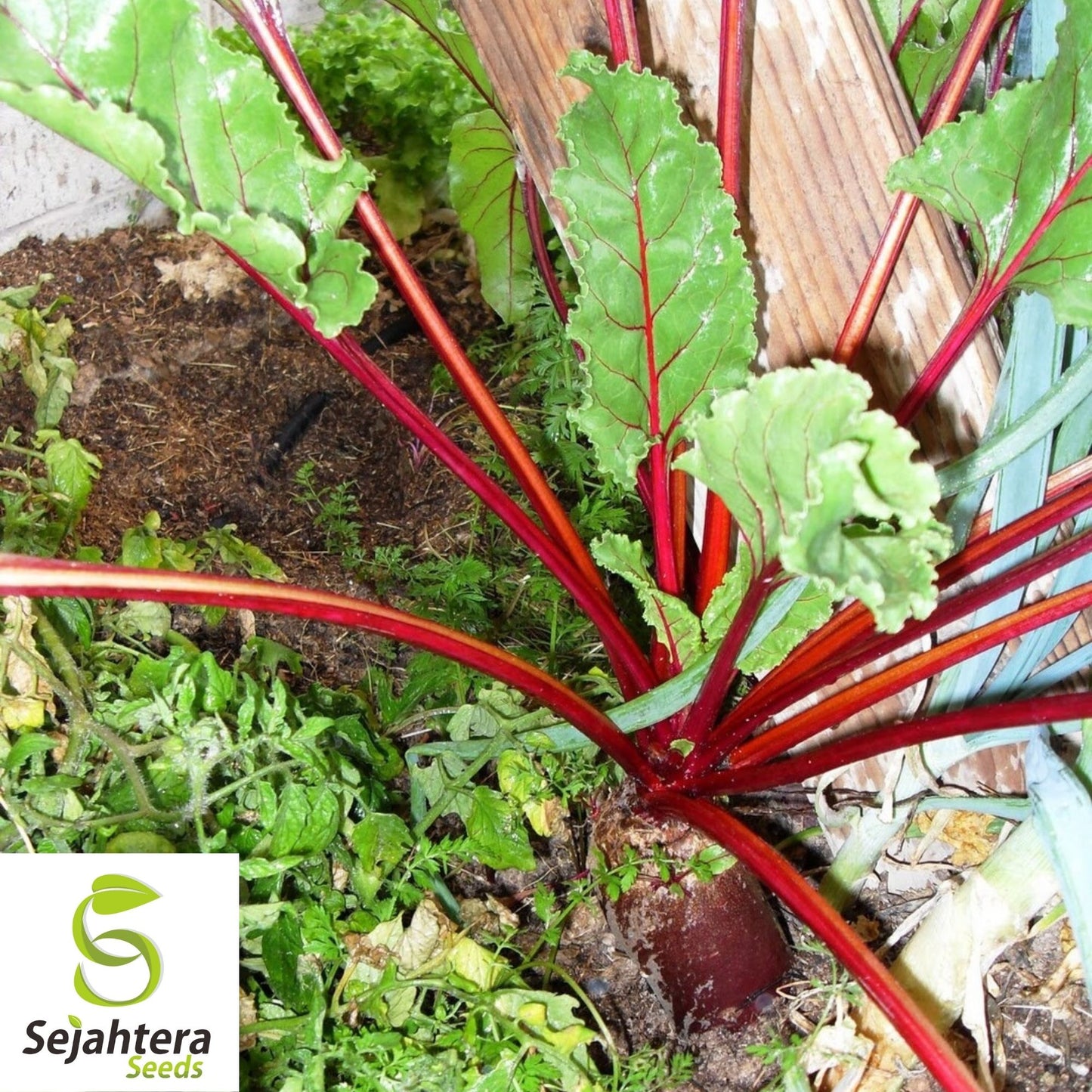 Cylindra Beet Seeds 200 Ct | Heirloom NON-GMO Vegetable Garden USA