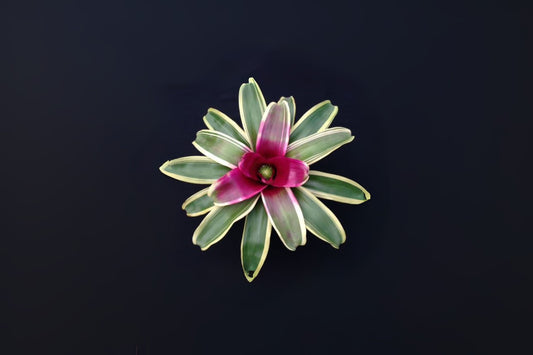 Neoregelia Charisma Plant 6" - Albomarginated Green Foliage with Red Center - Tropical Bromeliad for Interior & Landscape
