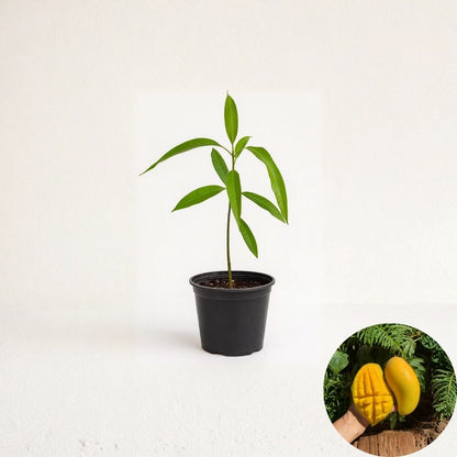 Valencia Pride Mango Tree – Mangifera indica Live Seedling | USDA Certified | Fast-Growing Tropical Variety  Vigorous Growth | Long Colorful Fruit Lineage | Backyard Ready