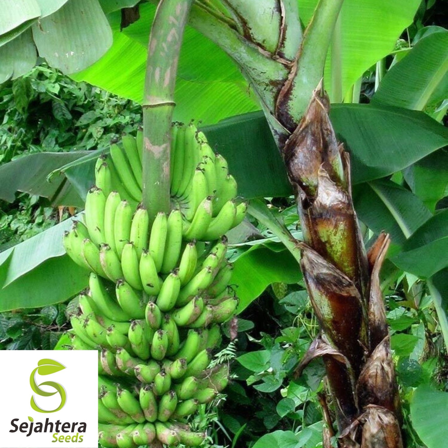 Dwarf Banana Tree Seeds {Musa x paradisiaca} Organic 5 Seeds