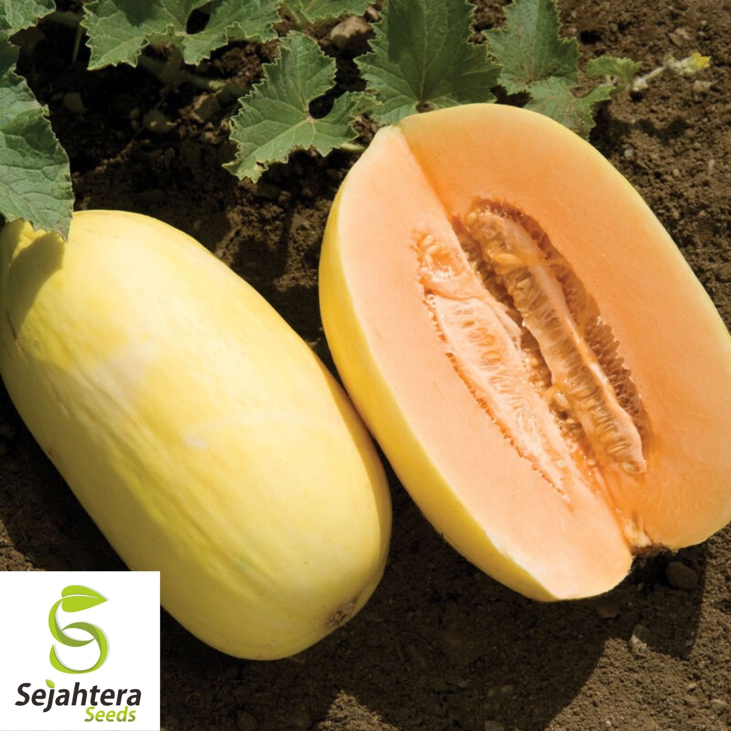 Crenshaw Melon Seeds 50+ | Heirloom NON-GMO Sweet Cantaloupe Fruit USA