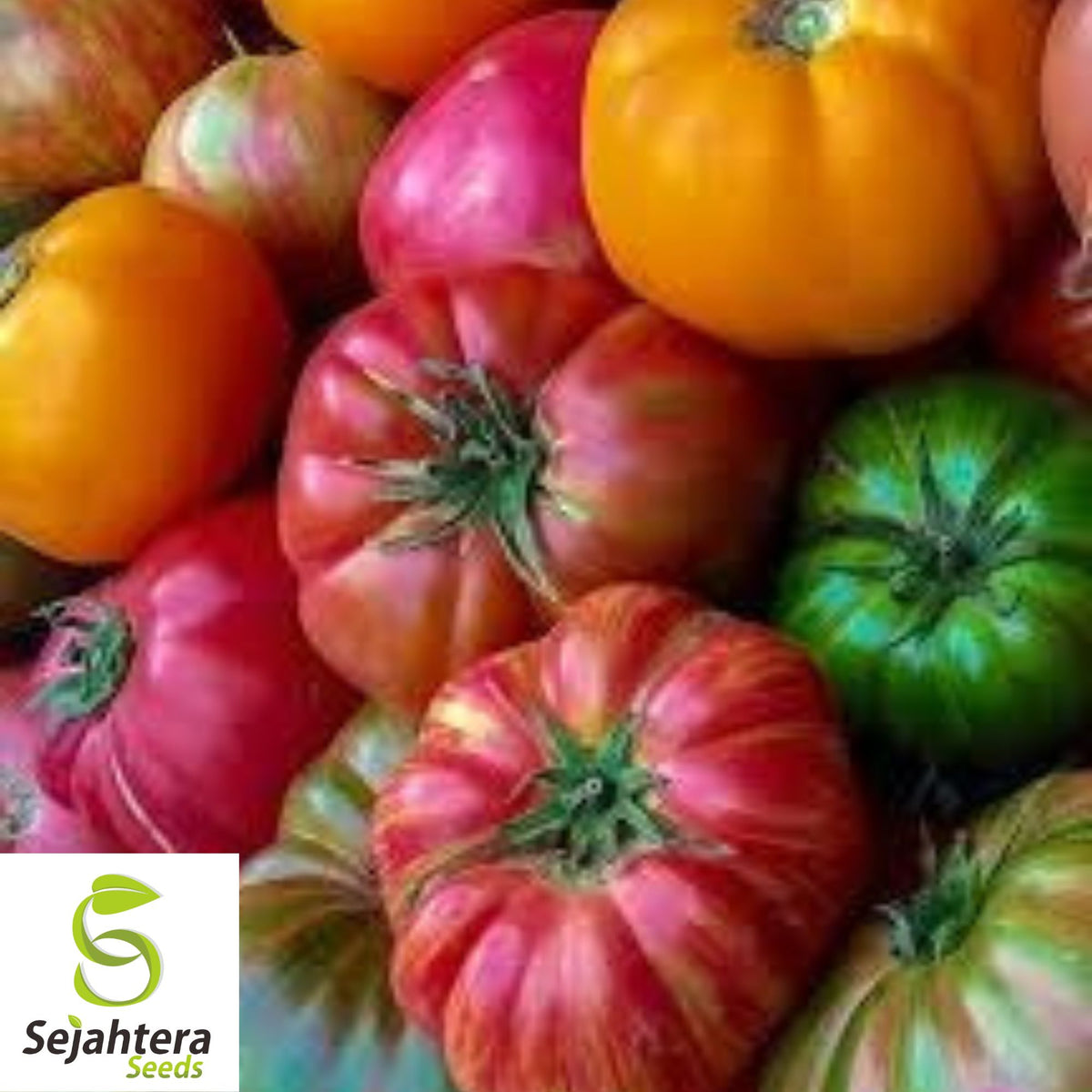 Rainbow Beefsteak Mix Tomato Seeds - 10+ Heirloom, Organic, Non-GMO & Fresh