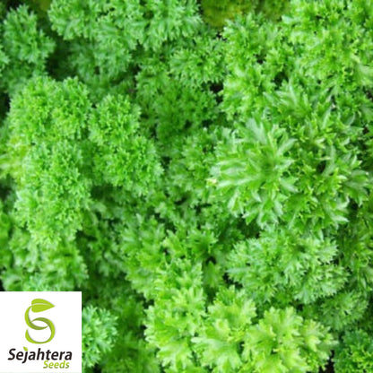 Parsley Moss Curled Seeds 1000+ | Heirloom Culinary Herb NON-GMO USA