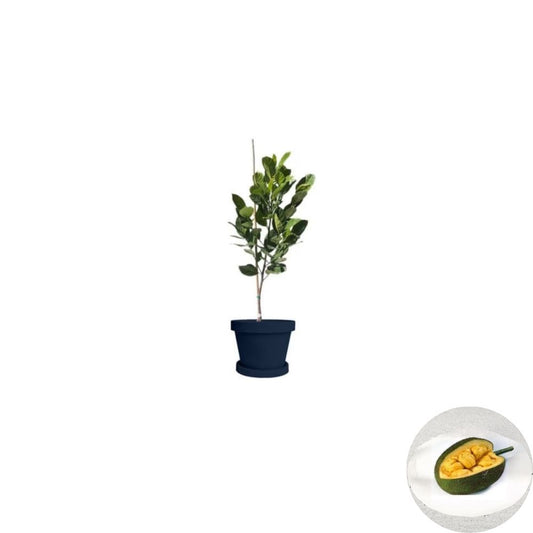 Cheena Jackfruit Tree – Artocarpus heterophyllus ‘Cheena’ Grafted Live Tree | 2–3 Feet Tall | Shipped in 3 Gallon Pot  Tropical Fruit Hybrid | High Yield | Patio & Backyard Orchard Ready