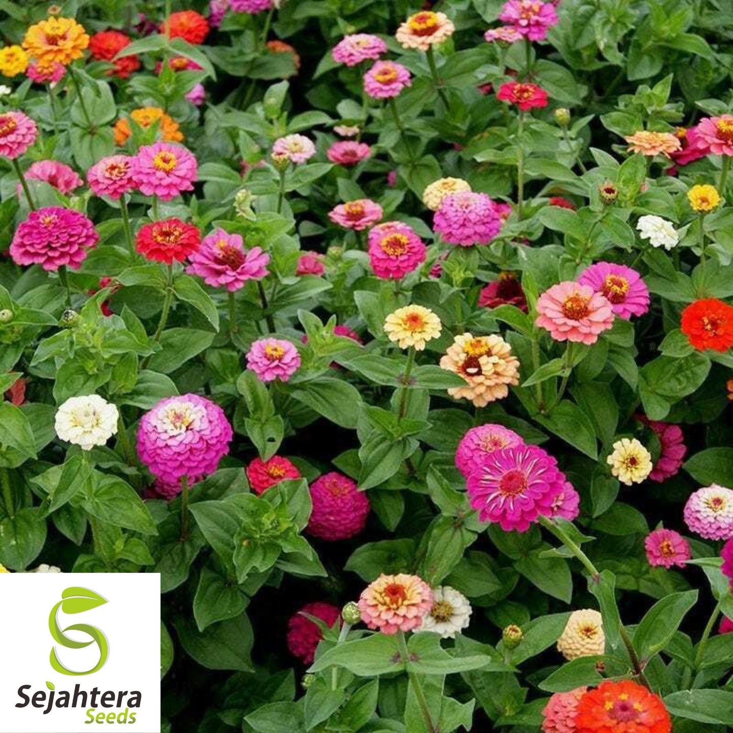 Cut and Come Again Zinnia Seeds - 200+ Heirloom - Pollinator-Friendly Blooms