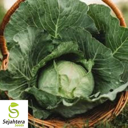 Copenhagen Market Cabbage Seeds 500+ | Heirloom Vegetable NON-GMO USA