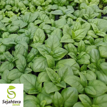 1000+ Genovese Basil Seeds - Non-GMO, Heirloom & Aromatic Culinary Herb