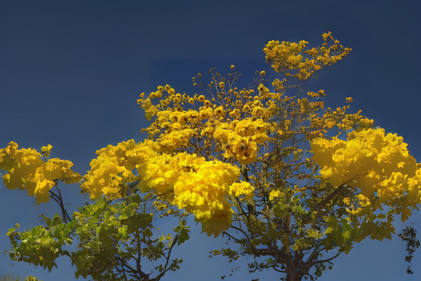 Golden Trumpet Roble Amarillo (Handroanthus chrysanthus)
