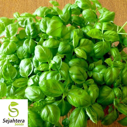 1000+ Genovese Basil Seeds - Non-GMO, Heirloom & Aromatic Culinary Herb