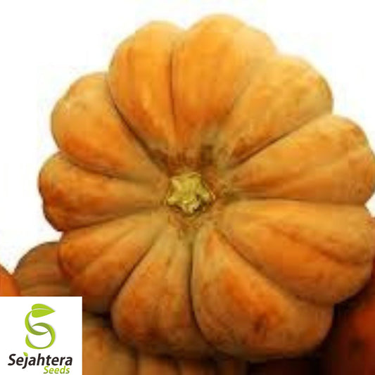 15+ Cinderella Pumpkin Seeds - Heirloom, Organic, Non-GMO, Large & Sweet Variety