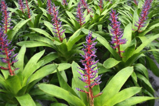 Bromeliad Plant Aechmea Del Mar - Tropical Indoor Houseplant - Unique Colorful Foliage - Perfect for Home Decor