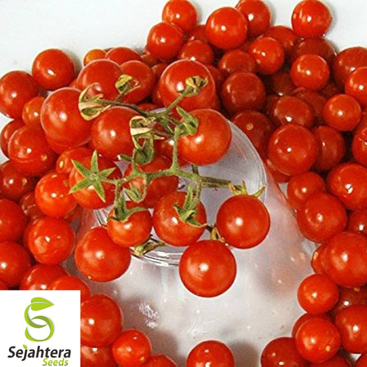 30+ Red Currant Tomato Seeds - Heirloom, Organic, Non-GMO, Sweet & High-Yield