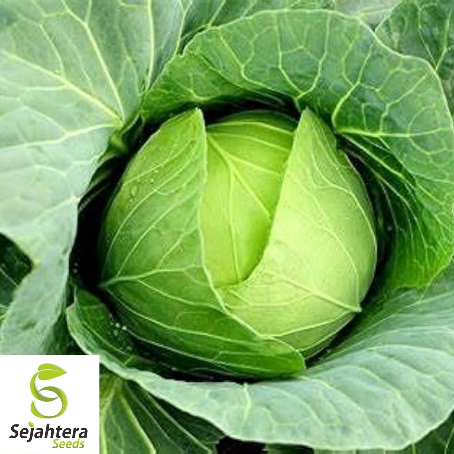 Copenhagen Market Cabbage Seeds 500+ | Heirloom Vegetable NON-GMO USA
