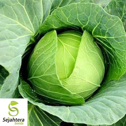 Copenhagen Market Cabbage Seeds 500+ | Heirloom Vegetable NON-GMO USA