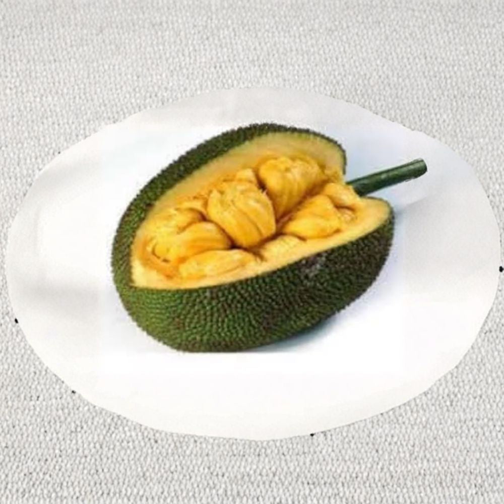 Cheena Jackfruit Tree – Artocarpus heterophyllus ‘Cheena’ Grafted Live Tree | 2–3 Feet Tall | Shipped in 3 Gallon Pot  Tropical Fruit Hybrid | High Yield | Patio & Backyard Orchard Ready