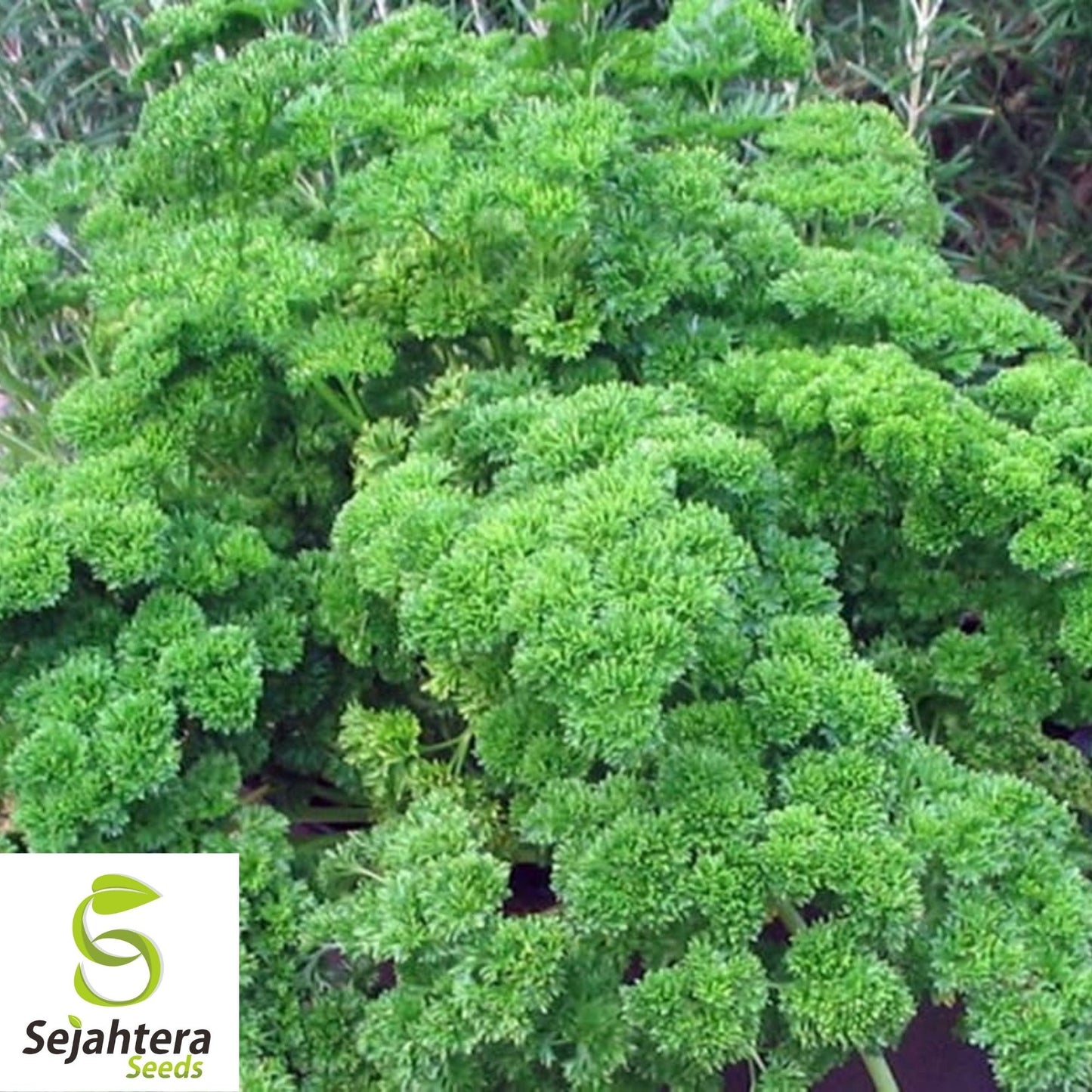 Parsley Moss Curled Seeds 1000+ | Heirloom Culinary Herb NON-GMO USA