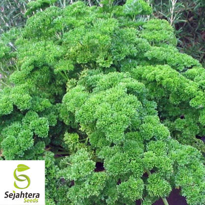 Parsley Moss Curled Seeds 1000+ | Heirloom Culinary Herb NON-GMO USA