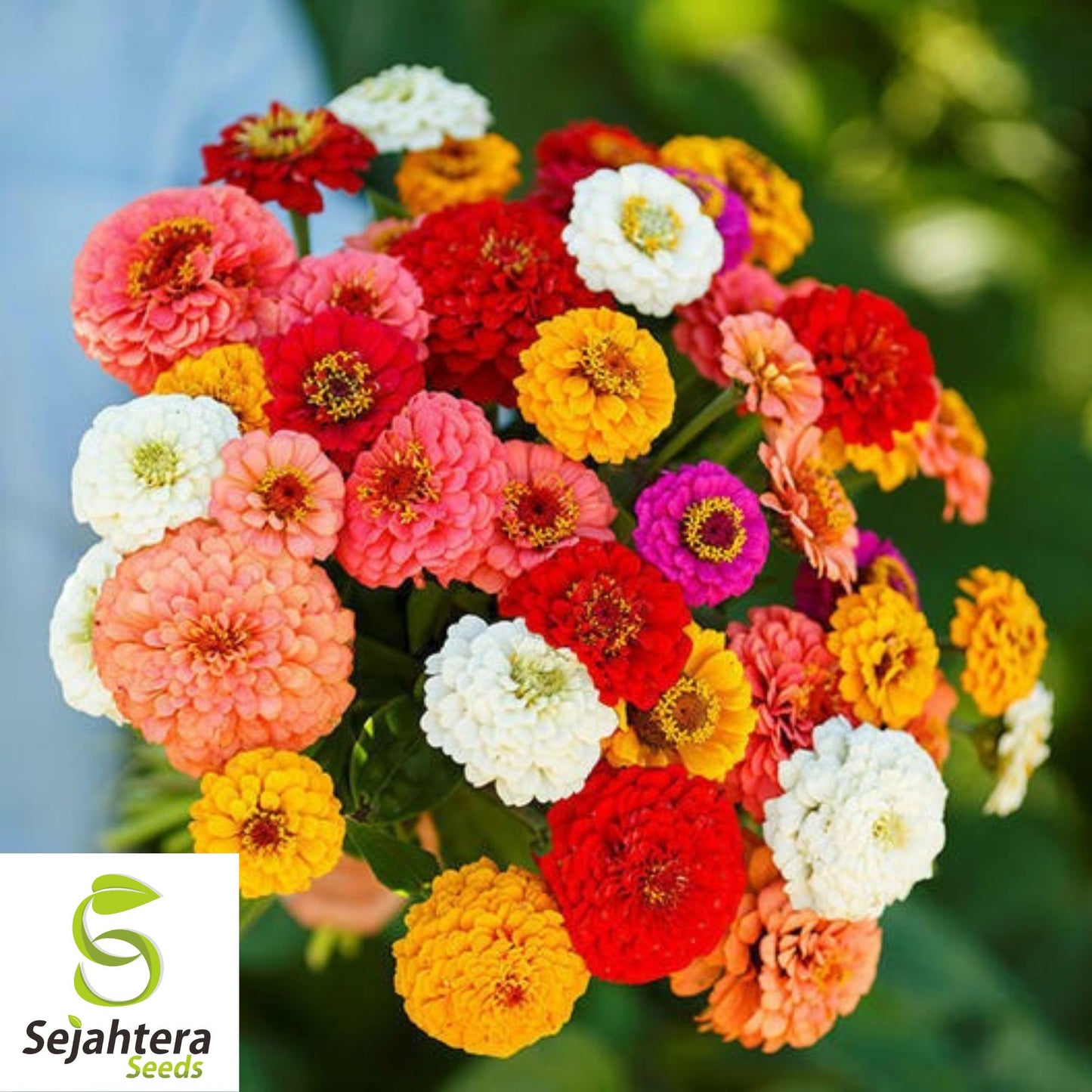 Cut and Come Again Zinnia Seeds - 200+ Heirloom - Pollinator-Friendly Blooms