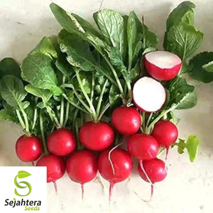 Cherry Belle Radish Seeds - 50 Heirloom, Organic, Non-GMO & Fresh