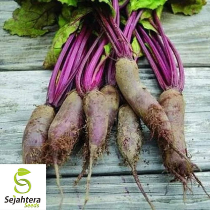 Cylindra Beet Seeds 200 Ct | Heirloom NON-GMO Vegetable Garden USA
