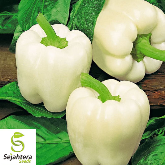 White Bell Sweet Pepper Seeds 20+ | Capsicum annuum Vegetable NON-GMO USA