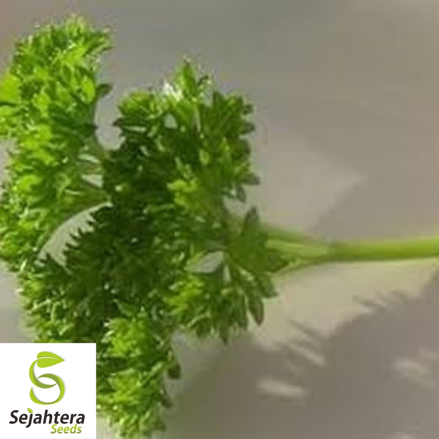Parsley Moss Curled Seeds 1000+ | Heirloom Culinary Herb NON-GMO USA