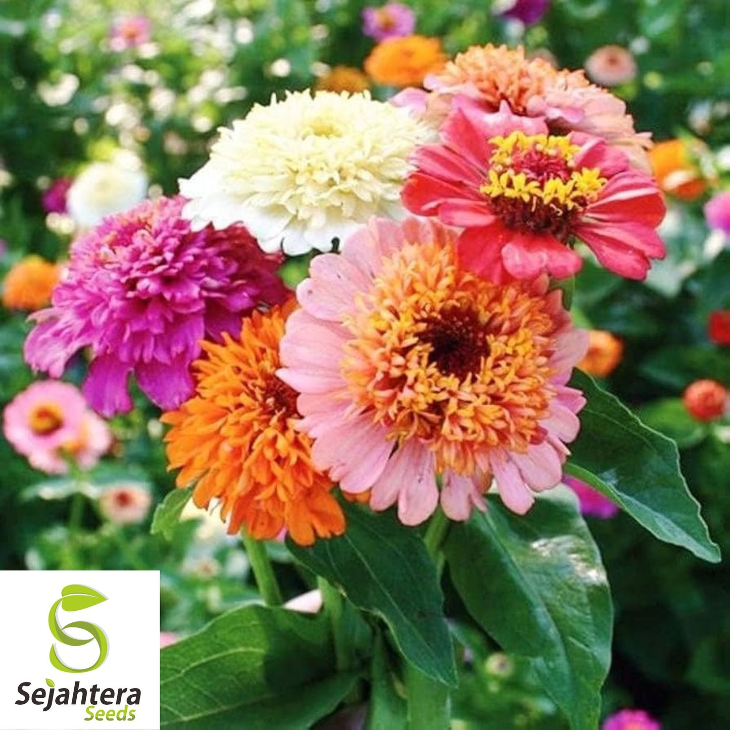 Cut and Come Again Zinnia Seeds - 200+ Heirloom - Pollinator-Friendly Blooms