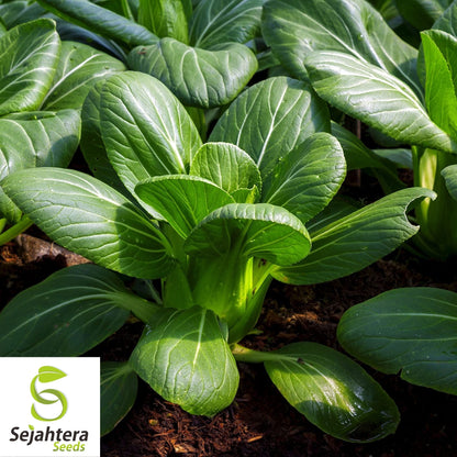 Copenhagen Market Cabbage Seeds 500+ | Heirloom Vegetable NON-GMO USA
