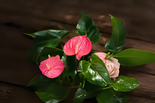 Anthurium 'Maine' 6" Pot - Large Pink Flowering Tropical Plant - Anthurium andraeanum