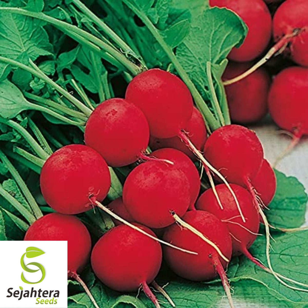 Cherry Belle Radish Seeds - 50 Heirloom, Organic, Non-GMO & Fresh