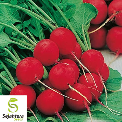 Cherry Belle Radish Seeds - 50 Heirloom, Organic, Non-GMO & Fresh