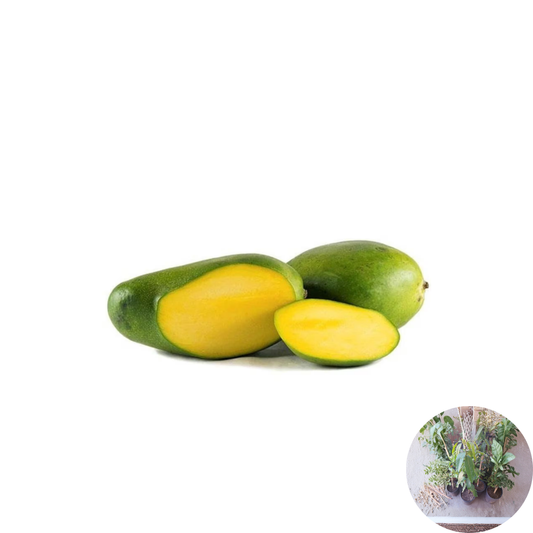 Keitt Mango Tree – Mangifera indica ‘Keitt’ Live Grafted Plant | 1 Foot Tall | Ships in 6" Pot  Late-Season Mango | Fiber-Free & Honey Sweet | Excellent for Containers