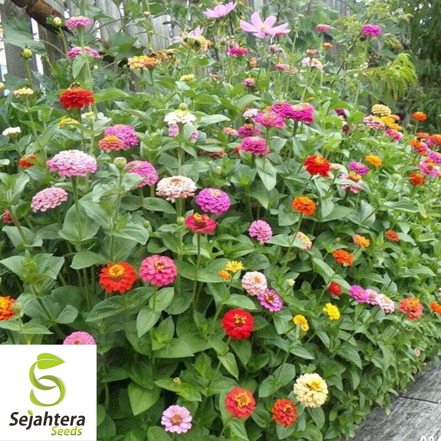 Cut and Come Again Zinnia Seeds - 200+ Heirloom - Pollinator-Friendly Blooms