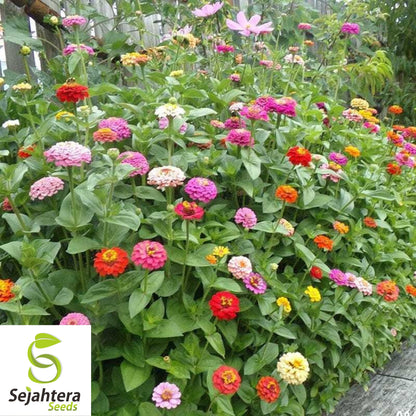 Cut and Come Again Zinnia Seeds - 200+ Heirloom - Pollinator-Friendly Blooms