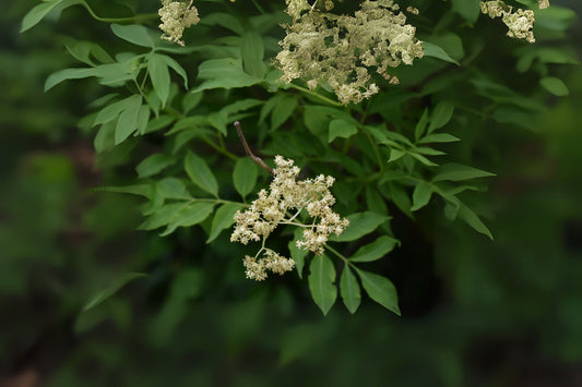 North China Elder (Sambucus williamsii)