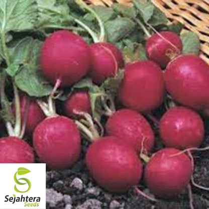Cherry Belle Radish Seeds - 50 Heirloom, Organic, Non-GMO & Fresh