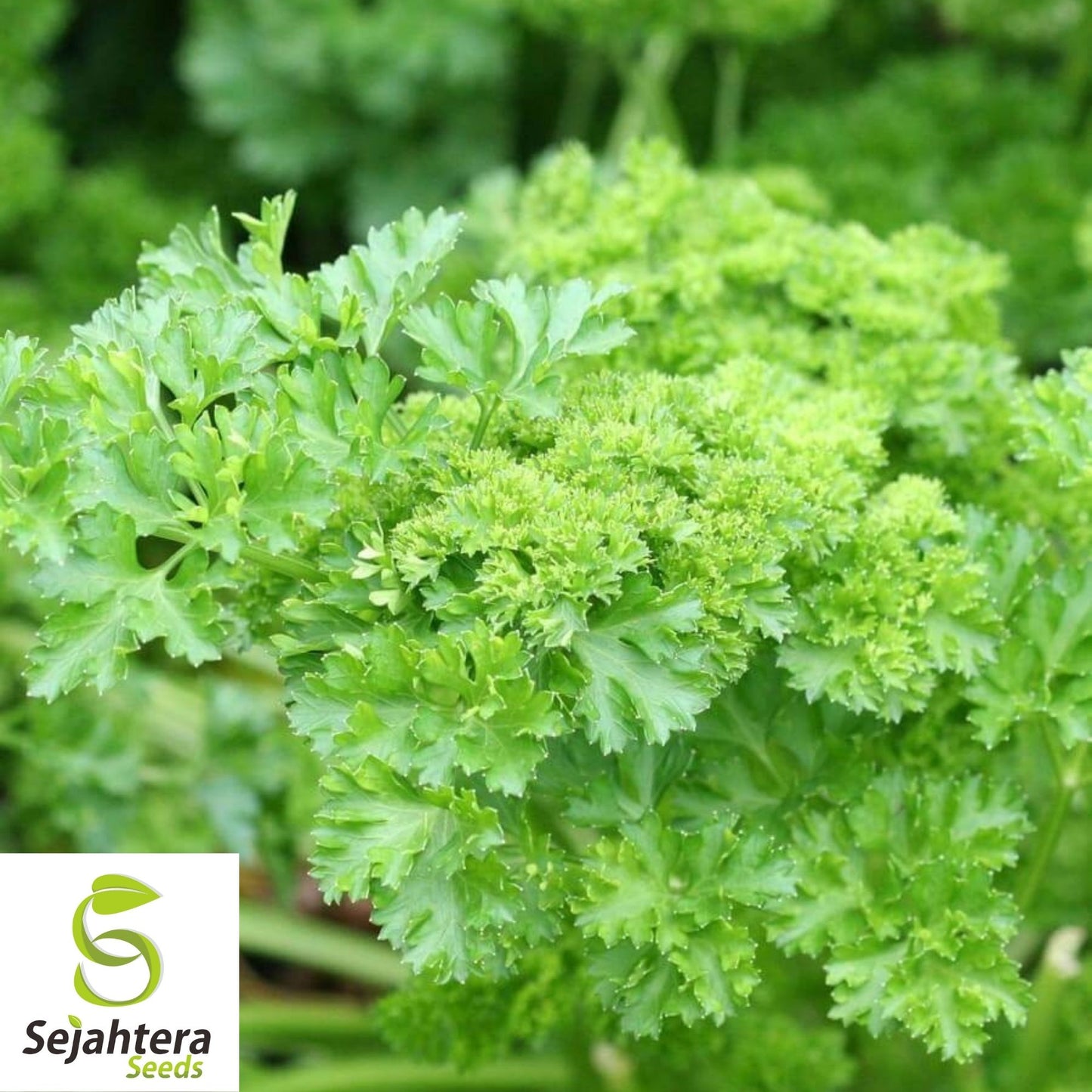 Parsley Moss Curled Seeds 1000+ | Heirloom Culinary Herb NON-GMO USA