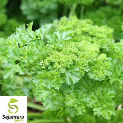 Parsley Moss Curled Seeds 1000+ | Heirloom Culinary Herb NON-GMO USA